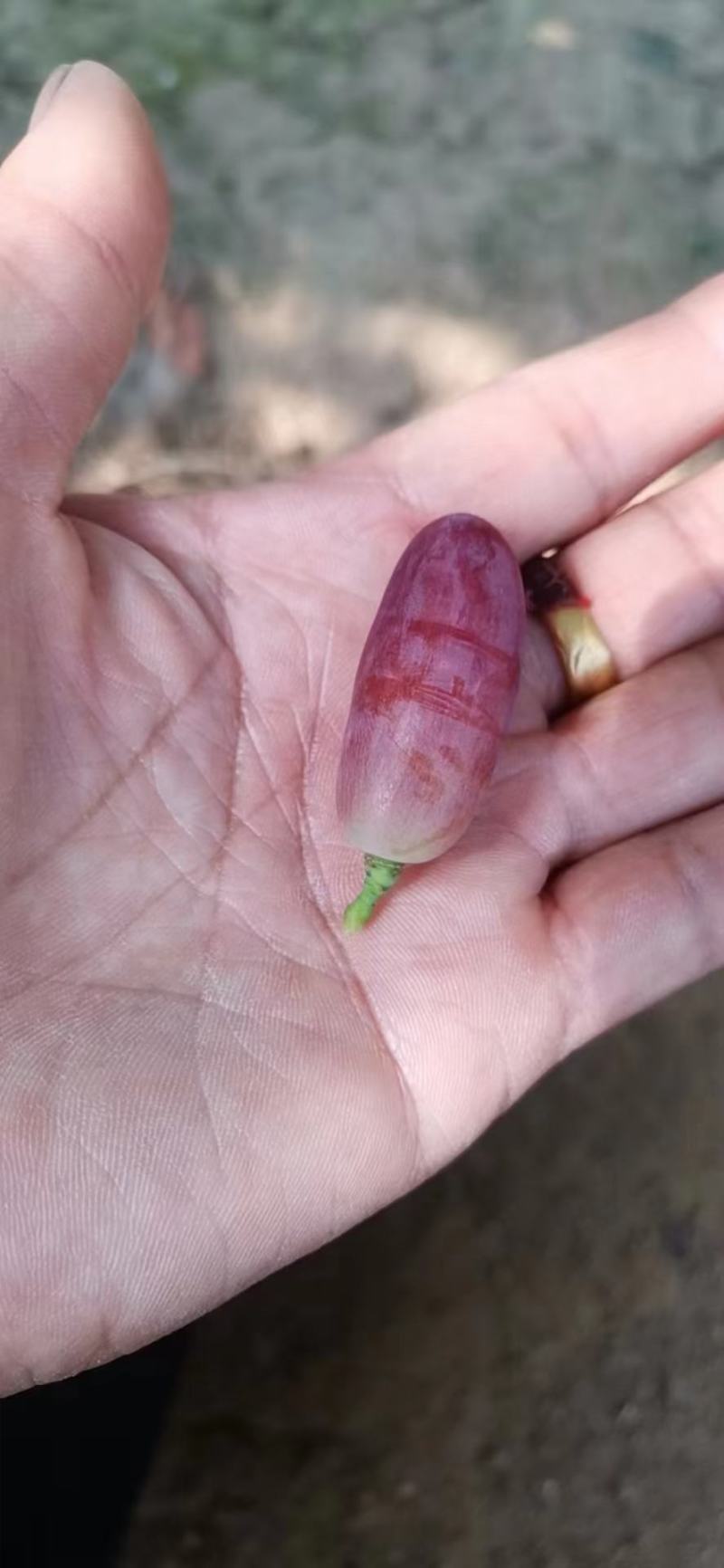 【推荐】辽南精品沙尔葡萄口感甜色泽鲜艳一手货源基地直发
