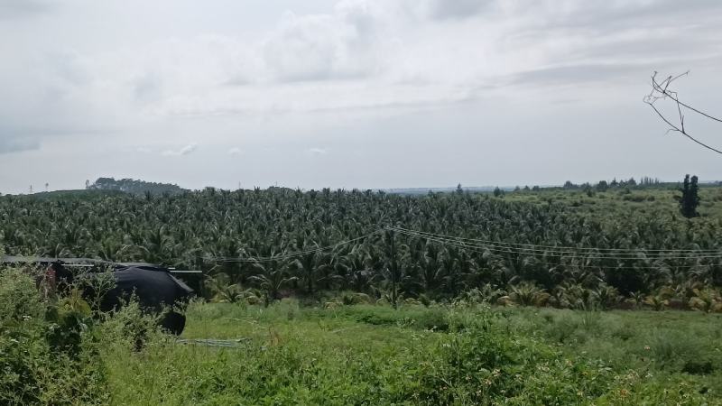 海南沉香树苗奇楠苗批发优质园林直供庭院齐楠母树芽条可嫁接