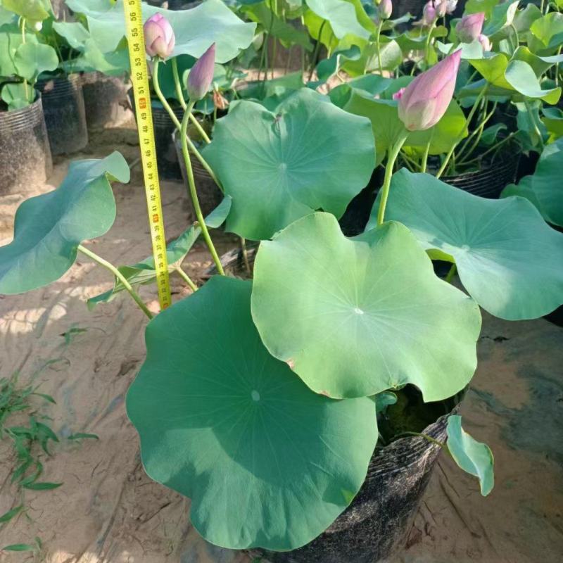 开花荷花