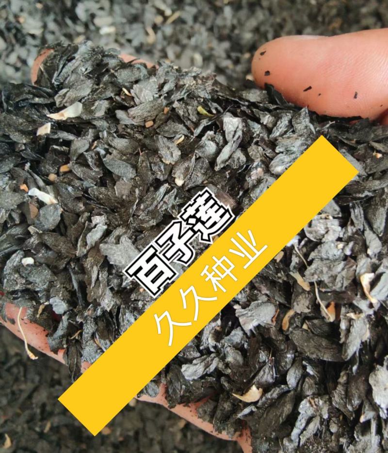 进口种子百子莲种子多年生庭院露台阳台盆栽地栽耐热植物花卉