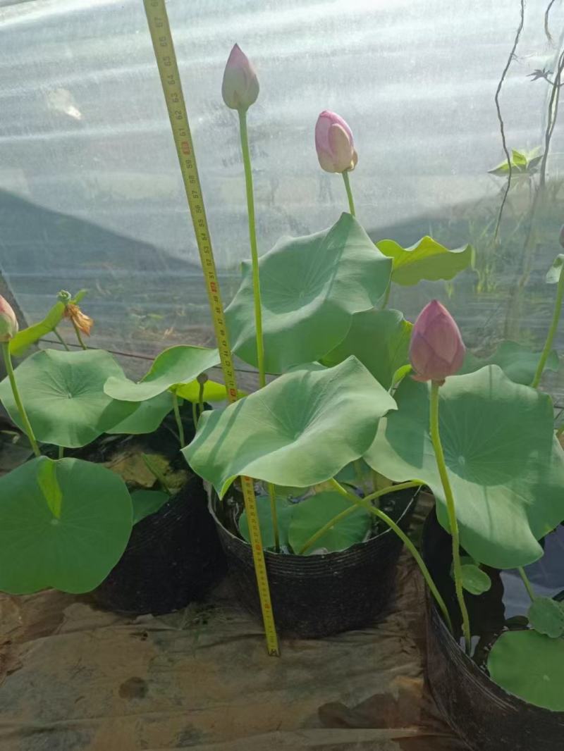 开花荷花