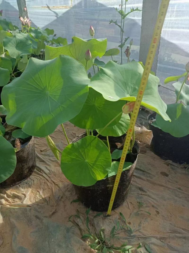 开花荷花