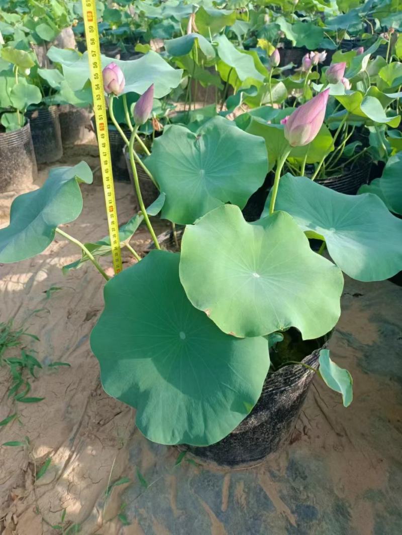 开花荷花