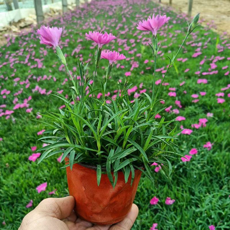 欧石竹