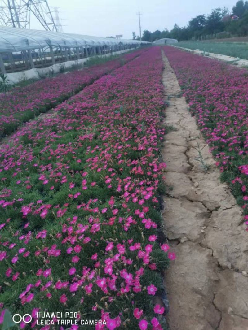 欧石竹