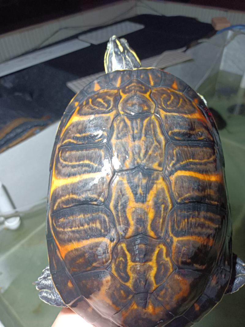 稳产种龟火焰龟，火焰龟种龟，火焰龟可配组出售，公母都有