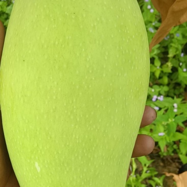 云南西双版纳傣族自治州大青芒，火龙果，菠萝蜜，菠萝