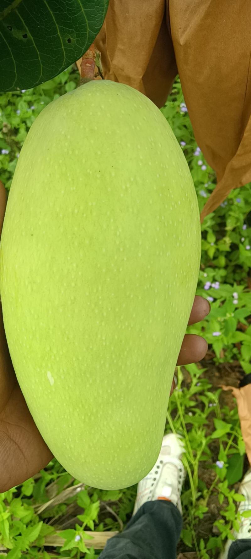 云南西双版纳傣族自治州大青芒，火龙果，菠萝蜜，菠萝