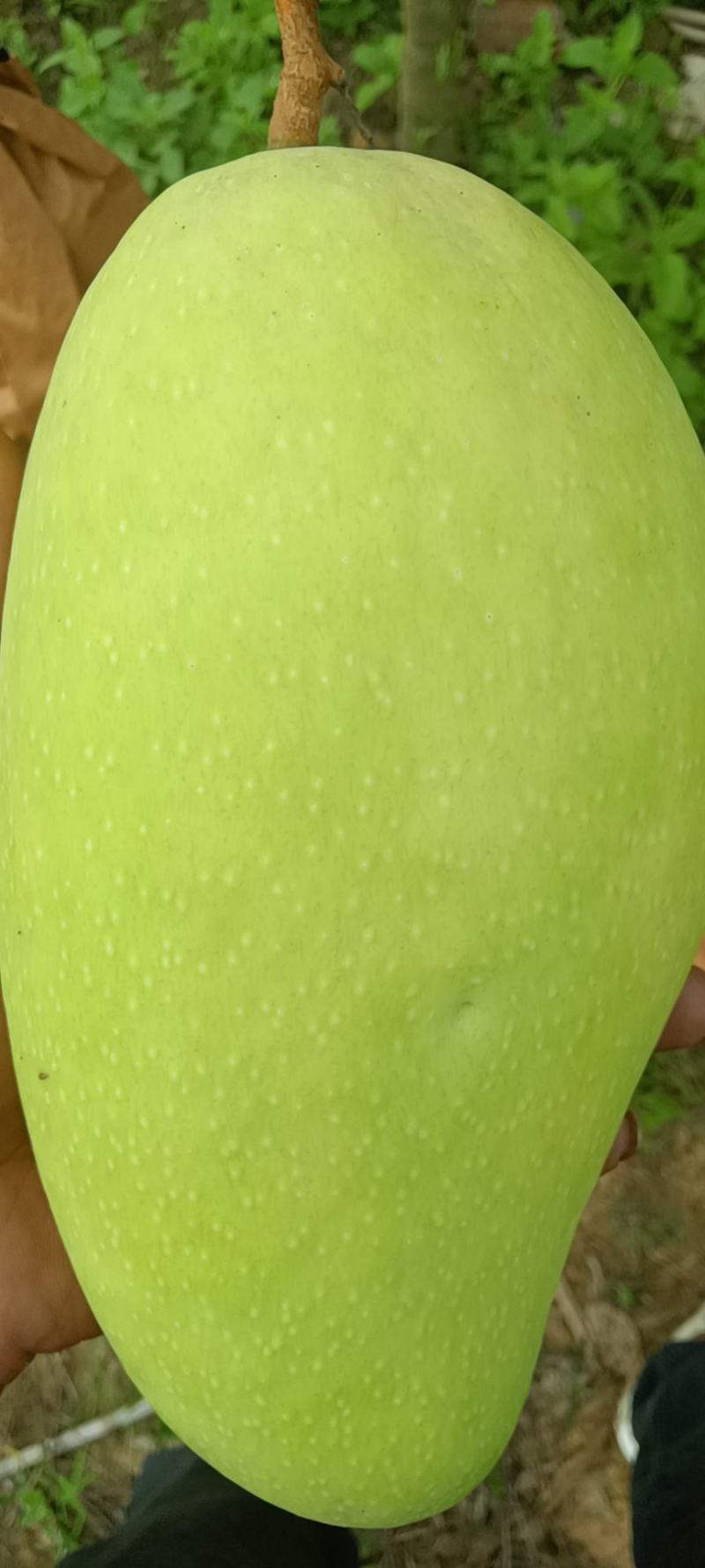 云南西双版纳傣族自治州大青芒，火龙果，菠萝蜜，菠萝