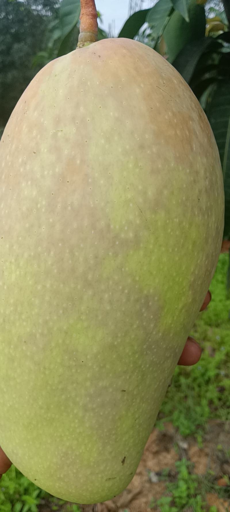 云南西双版纳傣族自治州大青芒，火龙果，菠萝蜜，菠萝
