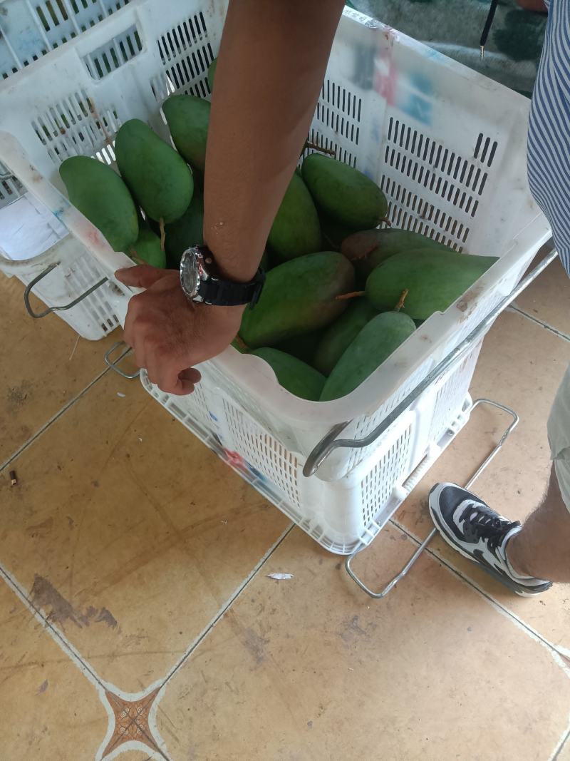 云南西双版纳傣族自治州大青芒，火龙果，菠萝蜜，菠萝