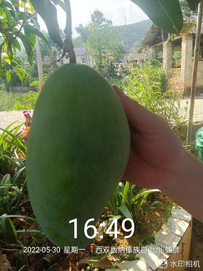云南西双版纳傣族自治州大青芒，火龙果，菠萝蜜，菠萝