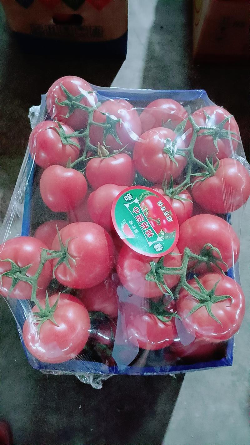 【实力】硬粉西红柿大量上市粉糯香甜品质保障欢迎顶购
