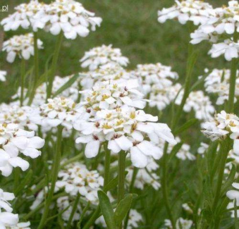 多年生屈曲花种子苗阳台庭院花卉宿根春季四季种子