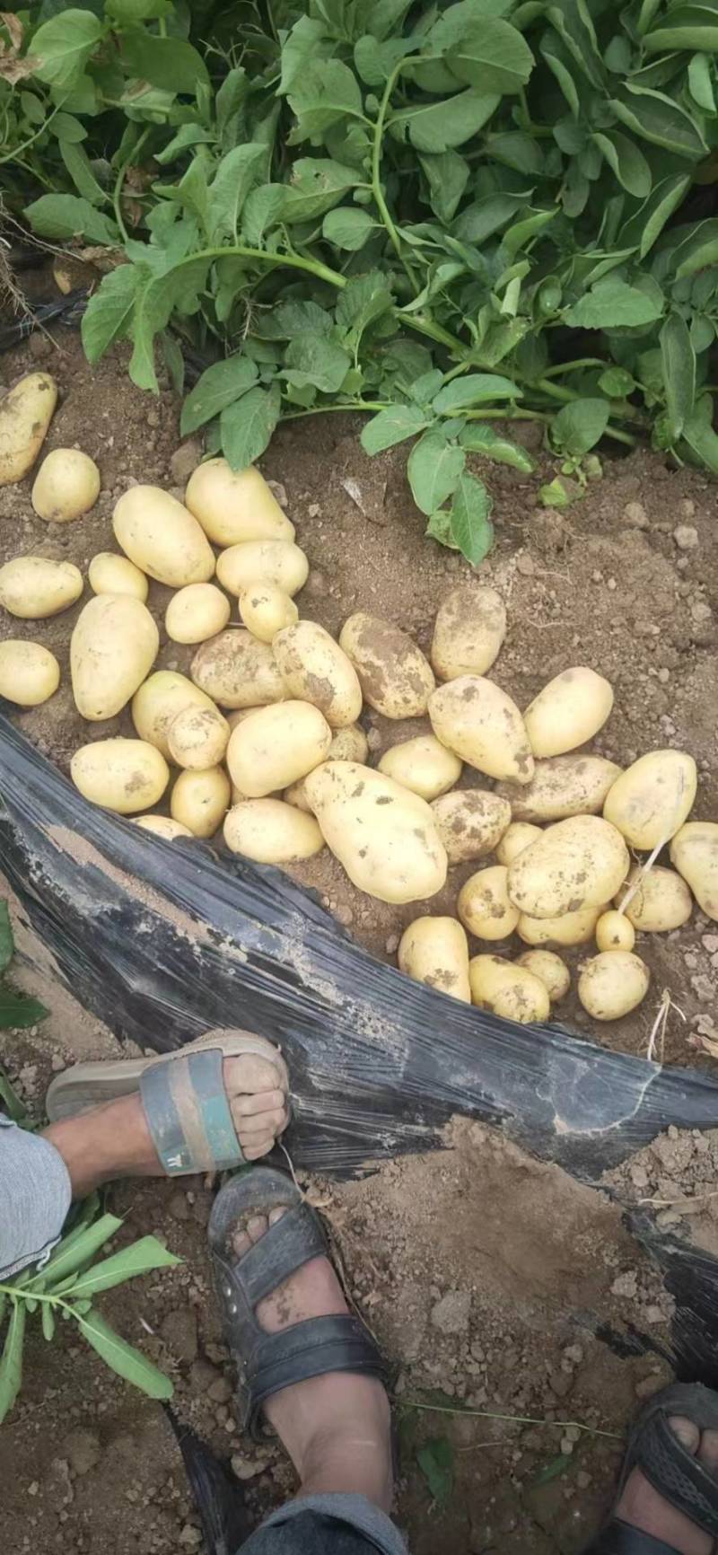 推荐基地便宜土豆河南土豆黄心土豆，荷兰十五，中暑5号。