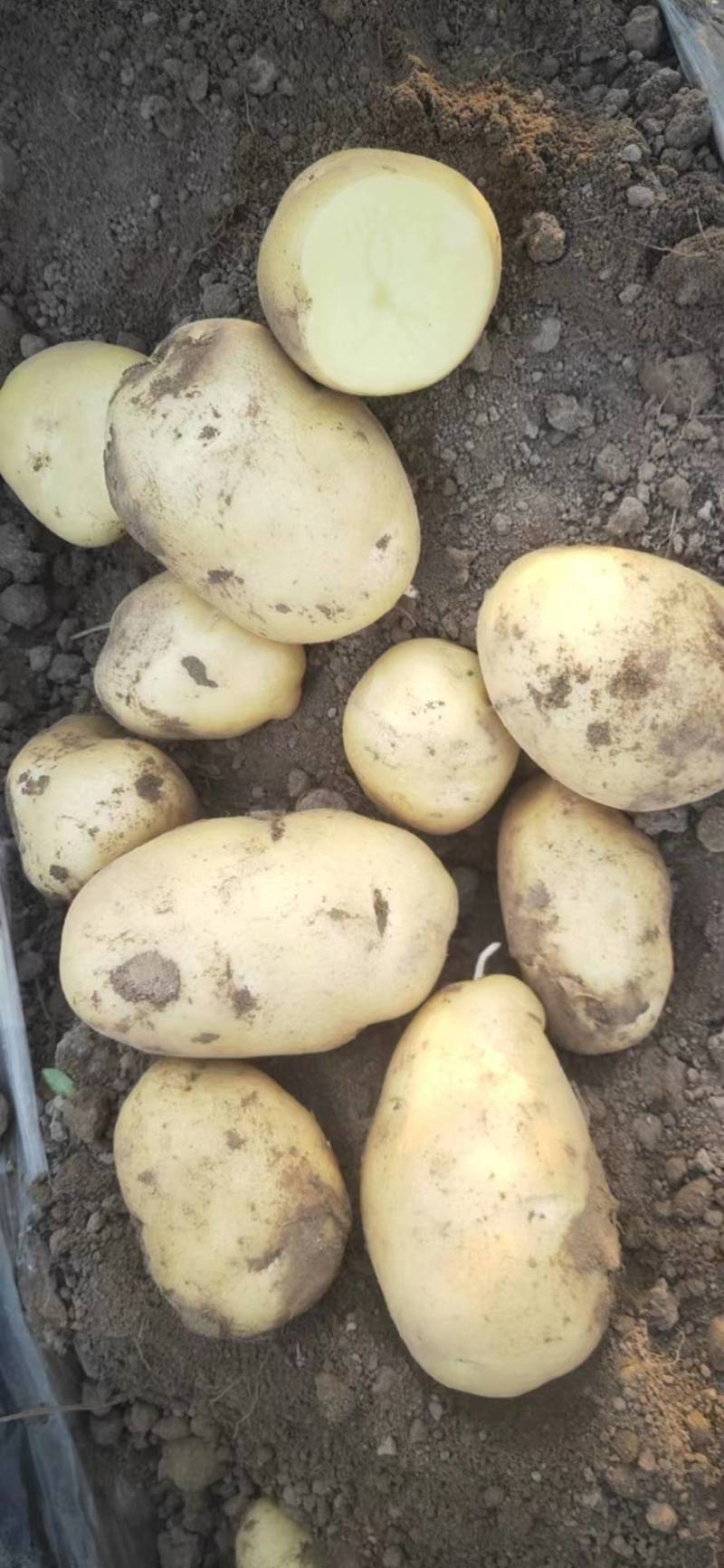 推荐基地便宜土豆河南土豆黄心土豆，荷兰十五，中暑5号。