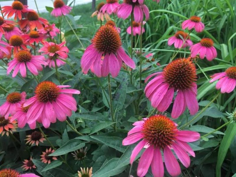 常用花卉草原松果菊种子松果菊种子可用于花坛花境园林