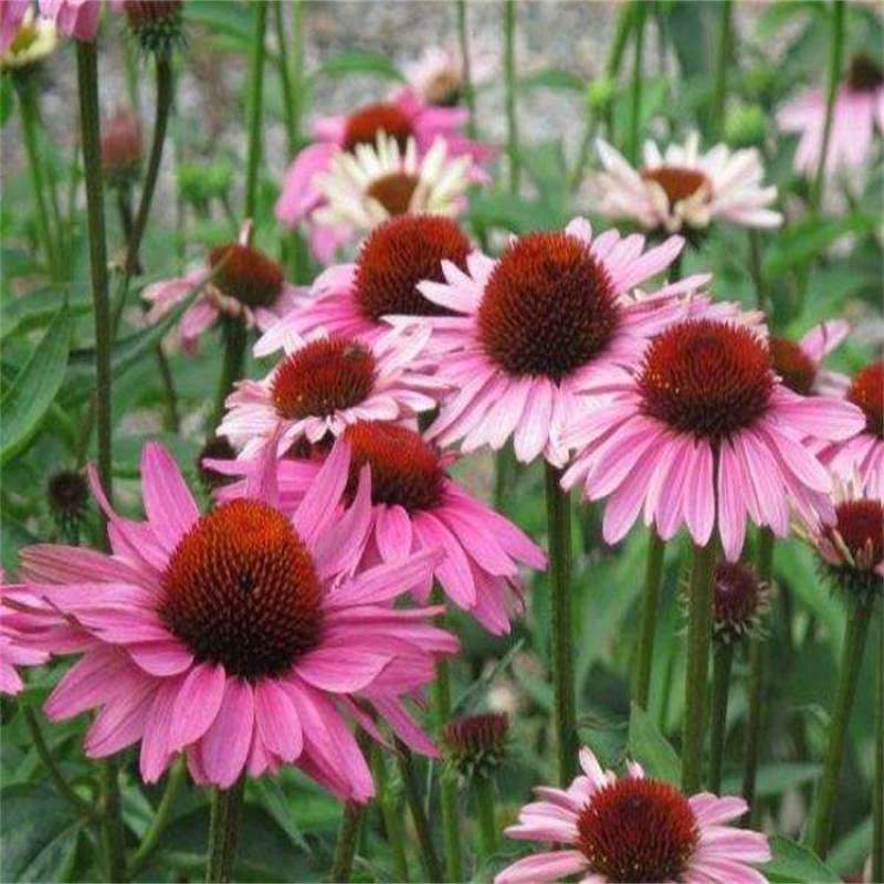 常用花卉草原松果菊种子松果菊种子可用于花坛花境园林