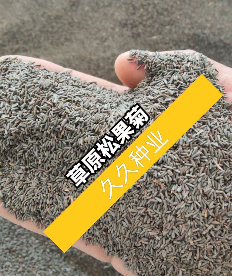 常用花卉草原松果菊种子松果菊种子可用于花坛花境园林