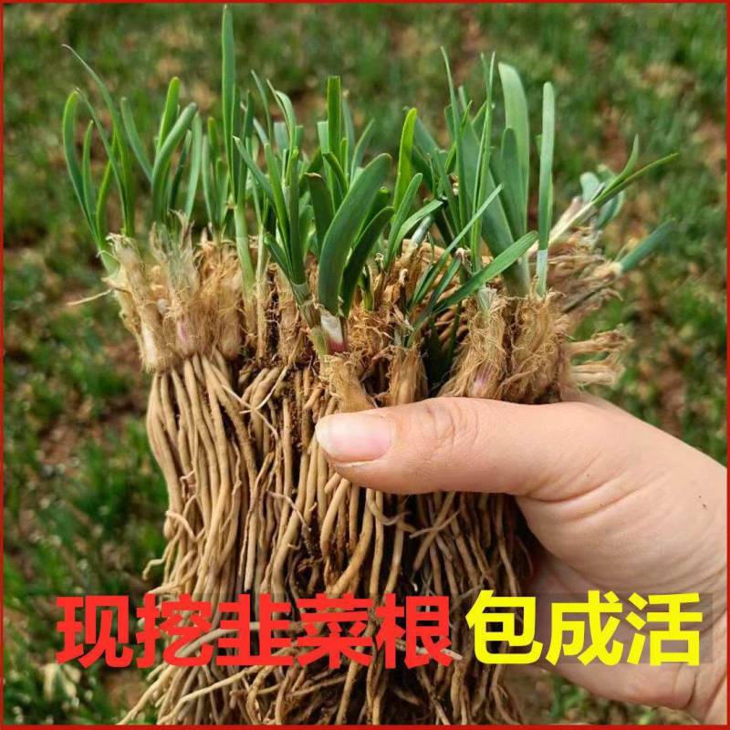 现挖红根宽叶韭菜根苗四季种子种籽子阳台苗紫根盆栽籽种小叶