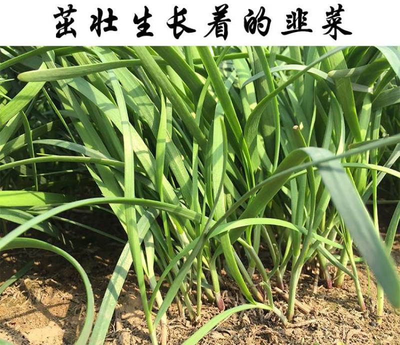 现挖红根宽叶韭菜根苗四季种子种籽子阳台苗紫根盆栽籽种小叶