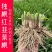 现挖红根宽叶韭菜根苗四季种子种籽子阳台苗紫根盆栽籽种小叶