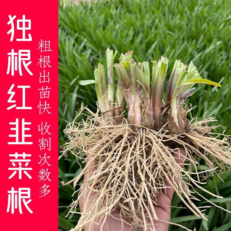 现挖红根宽叶韭菜根苗四季种子种籽子阳台苗紫根盆栽籽种小叶
