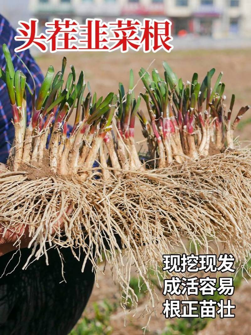 现挖红根宽叶韭菜根苗四季种子种籽子阳台苗紫根盆栽籽种小叶