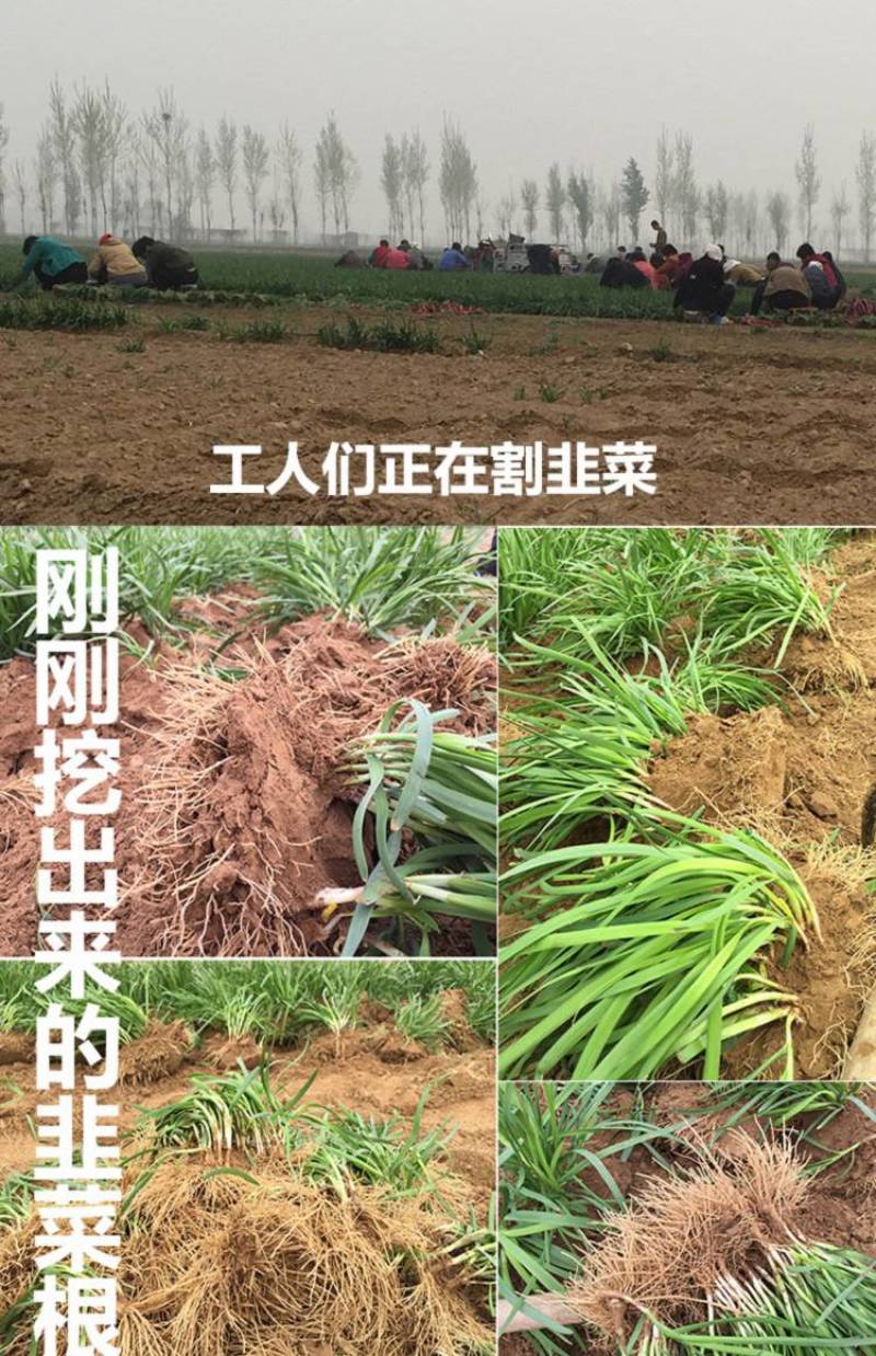 现挖红根宽叶韭菜根苗四季种子种籽子阳台苗紫根盆栽籽种小叶