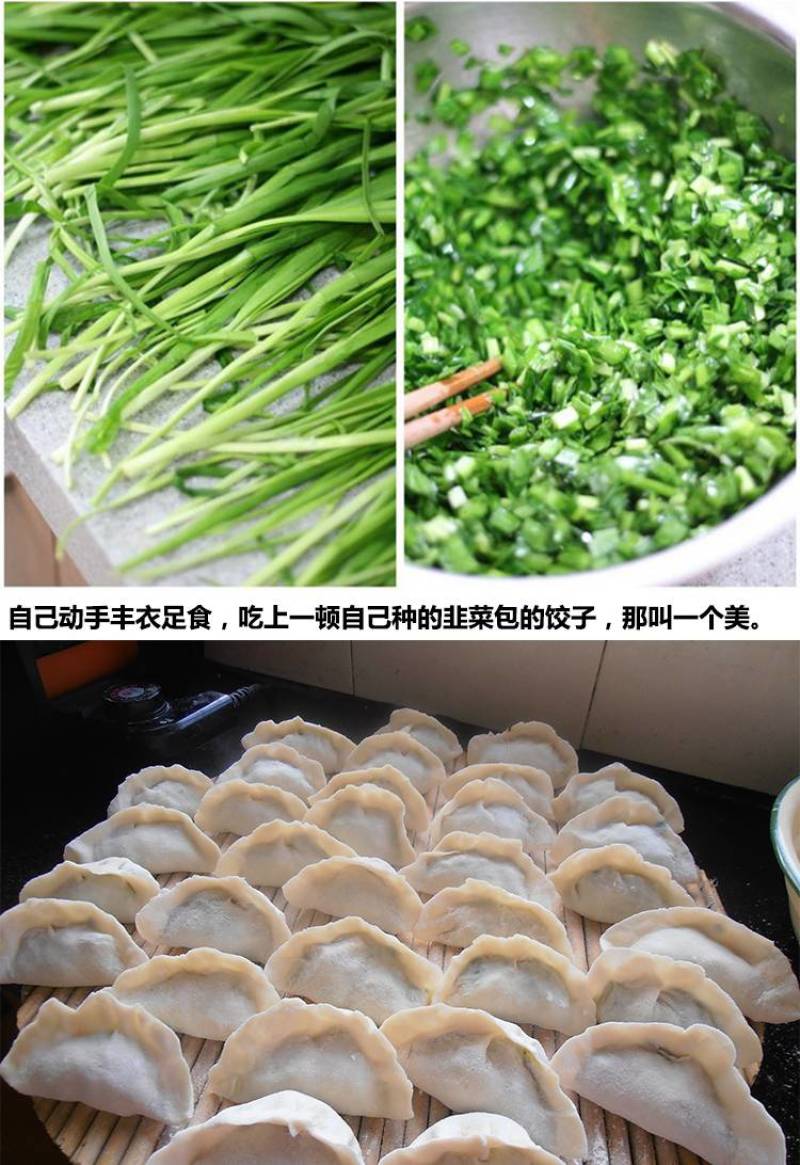 现挖红根宽叶韭菜根苗四季种子种籽子阳台苗紫根盆栽籽种小叶