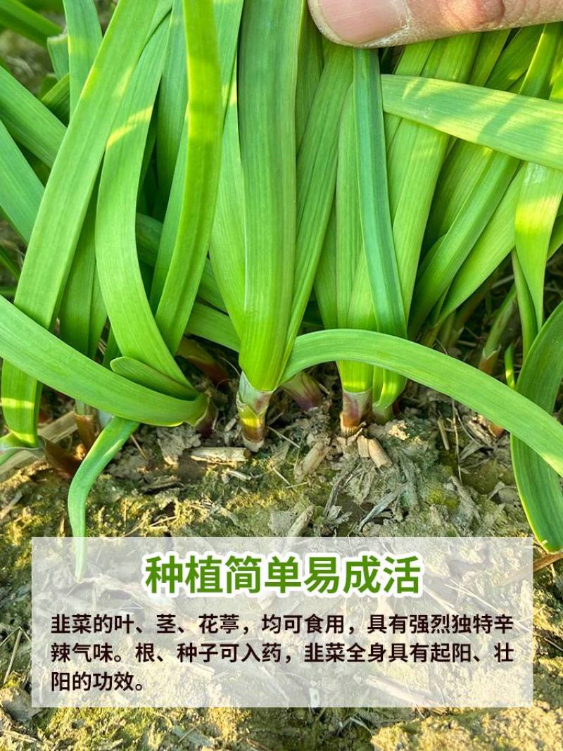 现挖红根宽叶韭菜根苗四季种子种籽子阳台苗紫根盆栽籽种小叶
