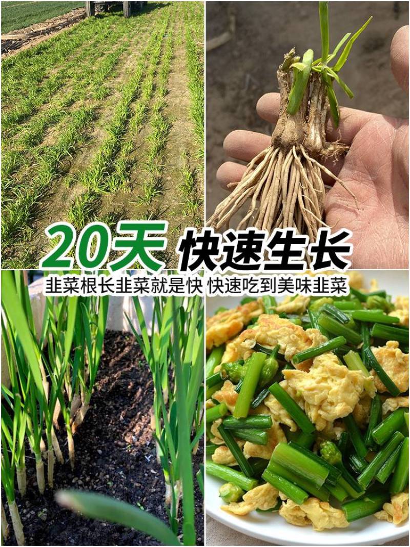 现挖红根宽叶韭菜根苗四季种子种籽子阳台苗紫根盆栽籽种小叶