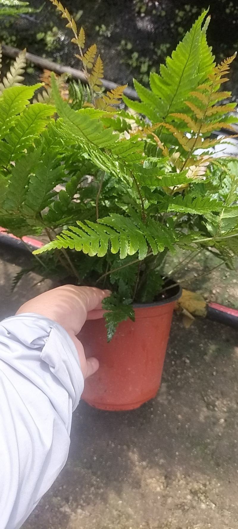 彩虹蕨