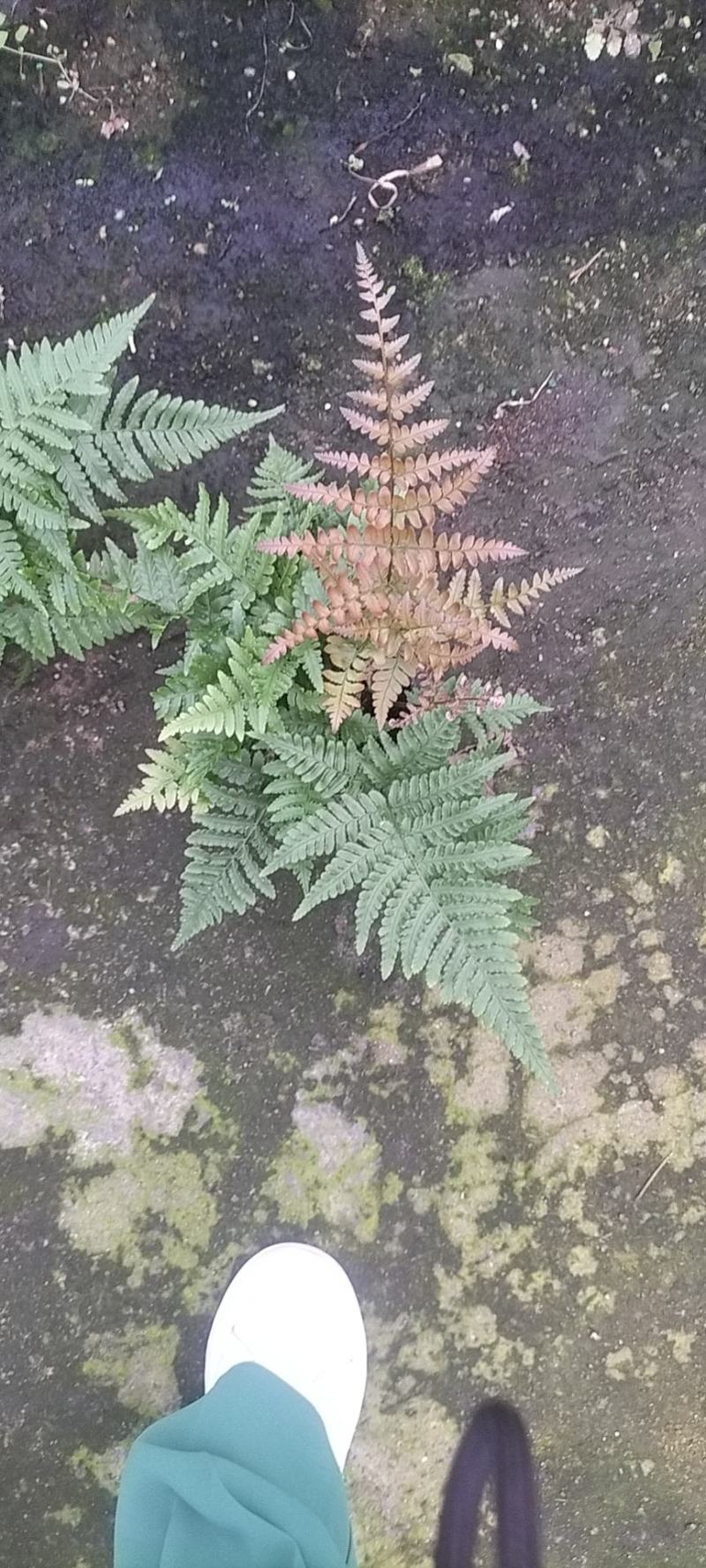 彩虹蕨