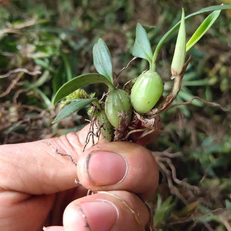 贵州野生双叶小果石橄榄石仙桃药材