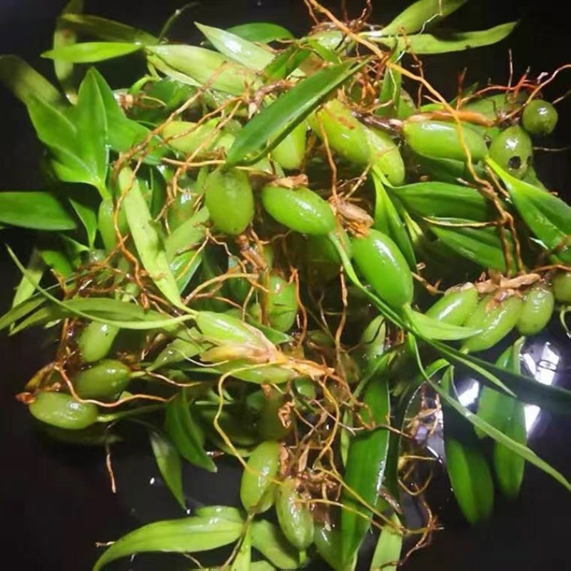 贵州野生双叶小果石橄榄石仙桃药材