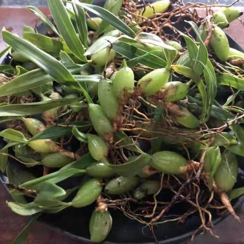 贵州野生双叶小果石橄榄石仙桃药材