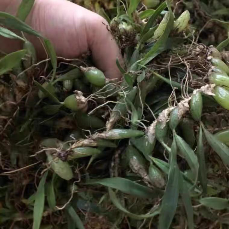 贵州野生双叶小果石橄榄石仙桃药材