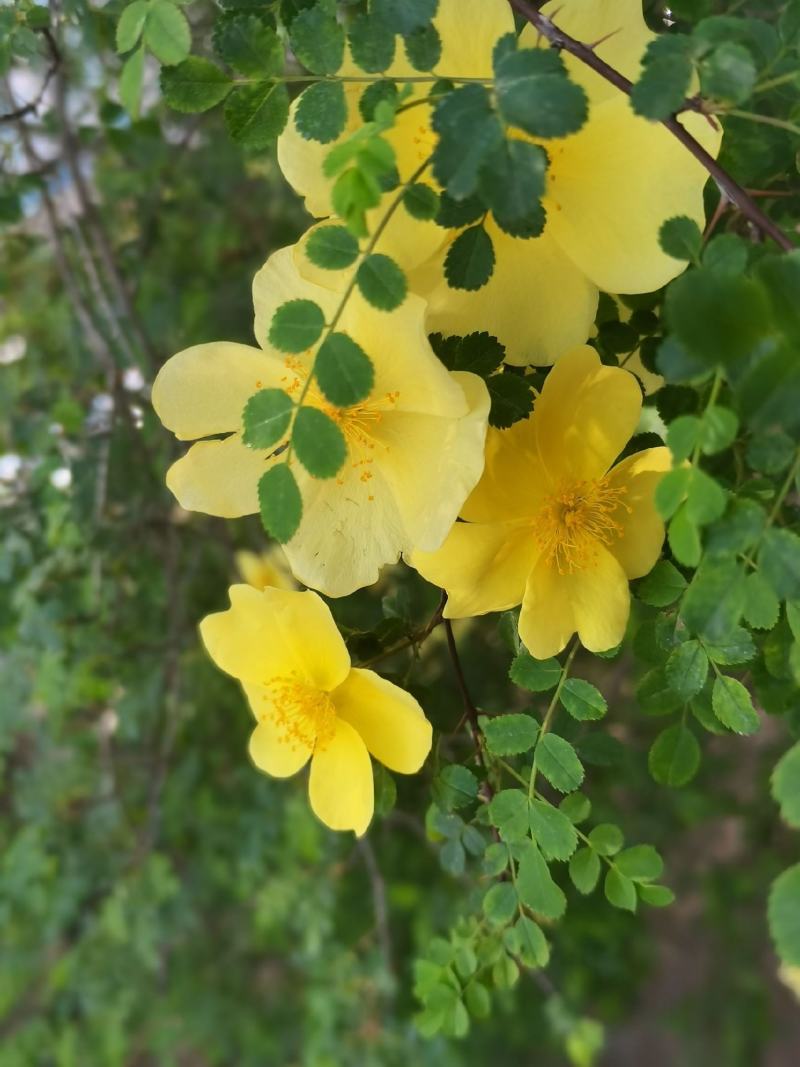 林木种子黄刺梅种子红刺梅种子花卉种子蔷薇花种子