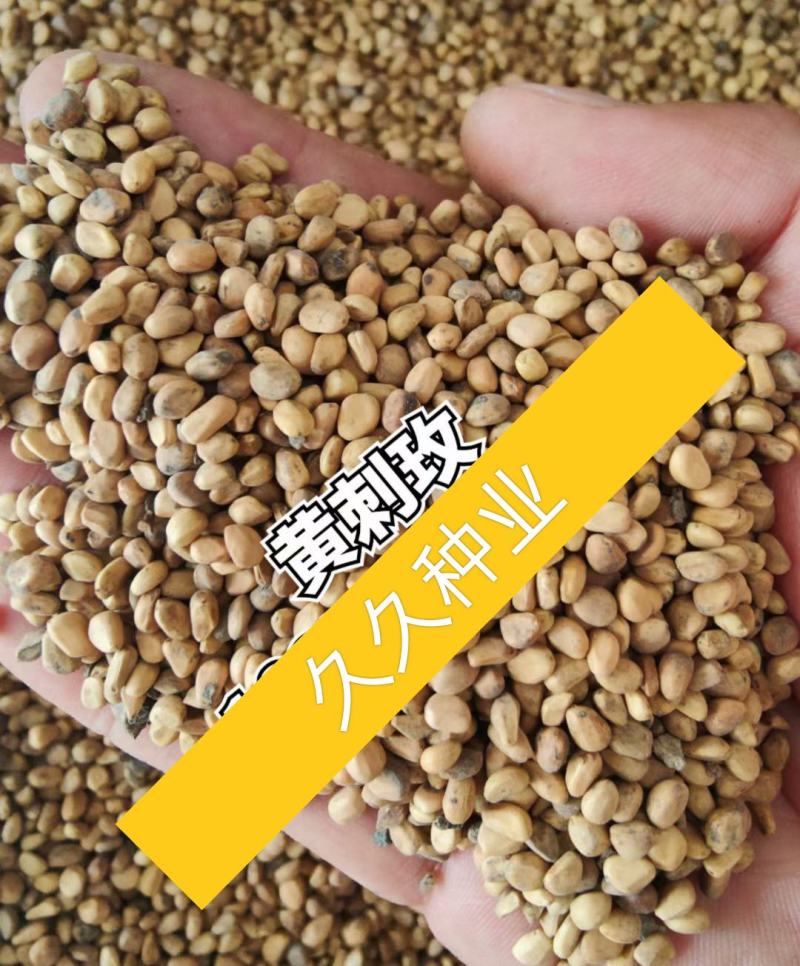 林木种子黄刺梅种子红刺梅种子花卉种子蔷薇花种子