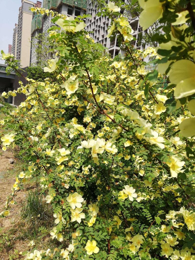 林木种子黄刺梅种子红刺梅种子花卉种子蔷薇花种子