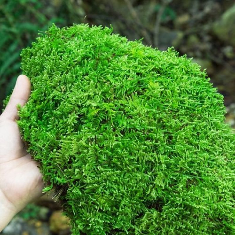 各种苔藓批发