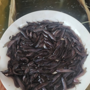广东本地塘虱鱼苗鲶鱼塘鲺鱼