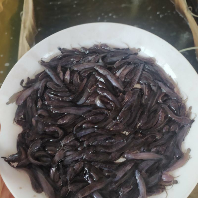 广东本地塘虱鱼苗鲶鱼塘鲺鱼