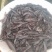 广东本地塘虱鱼苗鲶鱼塘鲺鱼