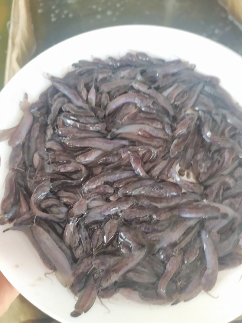 广东本地塘虱鱼苗鲶鱼塘鲺鱼