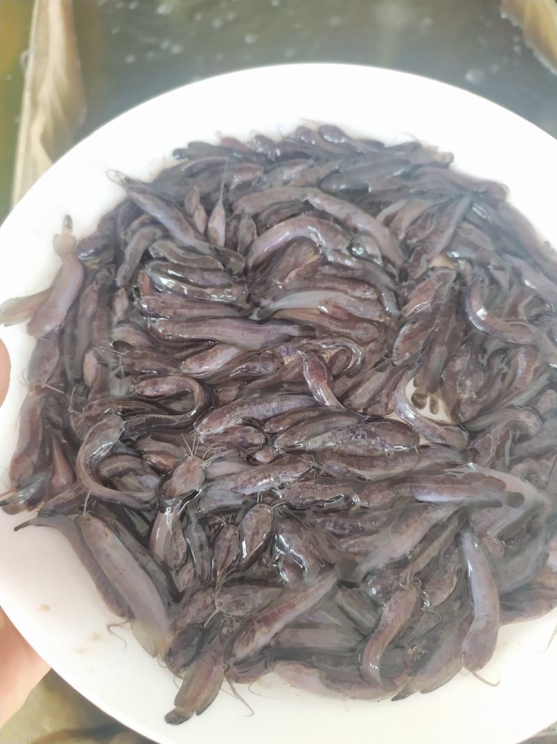 广东本地塘虱鱼苗鲶鱼塘鲺鱼