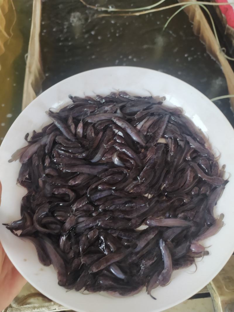 广东本地塘虱鱼苗鲶鱼塘鲺鱼