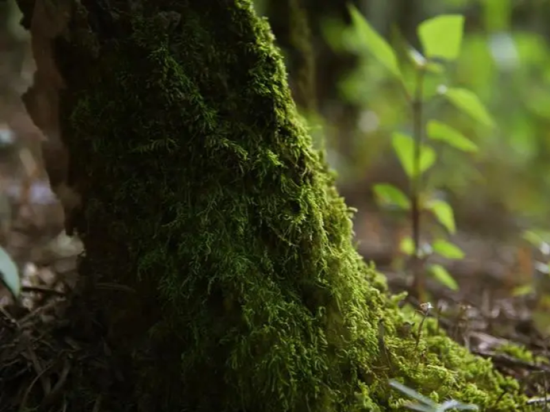 各种苔藓批发