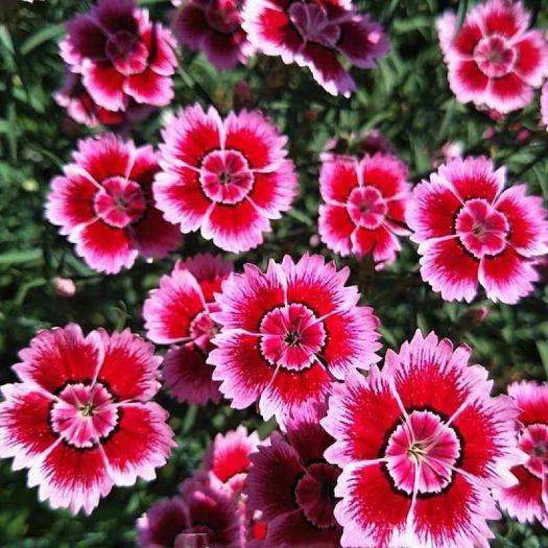 新产常夏石竹种子石竹花籽多年生花卉种子公园庭院绿化